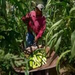 México y EE UU evitarán las disputas energética y de maíz transgénico en la reunión del TMEC en Cancún