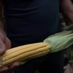 EU mete presión a México por compromisos no cumplidos del T-MEC