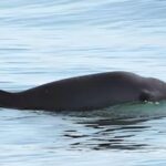 México agradece a EEUU por no imponer sanciones comerciales por la vaquita marina