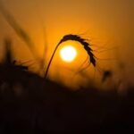 Canícula en México 2023: ¿cuándo inicia, cuánto dura y cuáles son sus efectos?