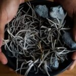 Descubierta una nueva planta de México para el mundo