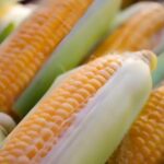 México recibe solicitud de EEUU para abrir un panel de controversias por maíz transgénico