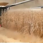 México perfila nuevo récord en compras de maíz desde EU