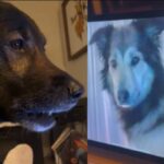 Dos perros se reencontraron en videollamada y su reacción se hace viral