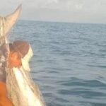 Tiburón de 200 kilos atrapado en redes en Yucatán