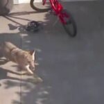 Coyote persigue a una niña de 4 años por el patio de su casa, la salva una mesa de juguete