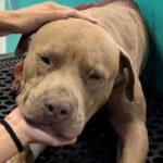 Condenan en Hidalgo a hombre por maltrato animal