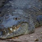 Cocodrilo atrapa y mata a un hombre en Villahermosa