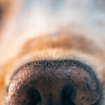 Perrito muere tras explotarle cohete en el hocico