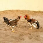 Prohíben peleas de gallos y carreras de caballos en Chiapas como medida para prevenir la violencia