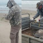 Rescatan a 40 tortugas verdes con hipotermia en las costas de Tamaulipas
