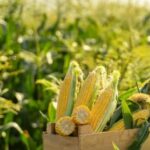 Alista Sader pago a productores de maíz en Sinaloa