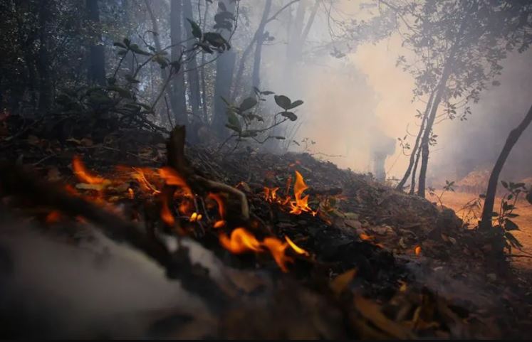 Conafor reporta mil 285 incendios forestales en 31 estados en lo que va del año