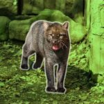 Matan a especie en peligro de extinción en Chiapas; creyeron que era un ‘nahual’