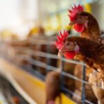 Activan cerco sanitario en en el ejido La Aurora, municipio de Gómez Palacio, tras confirmar gripe aviar en niña