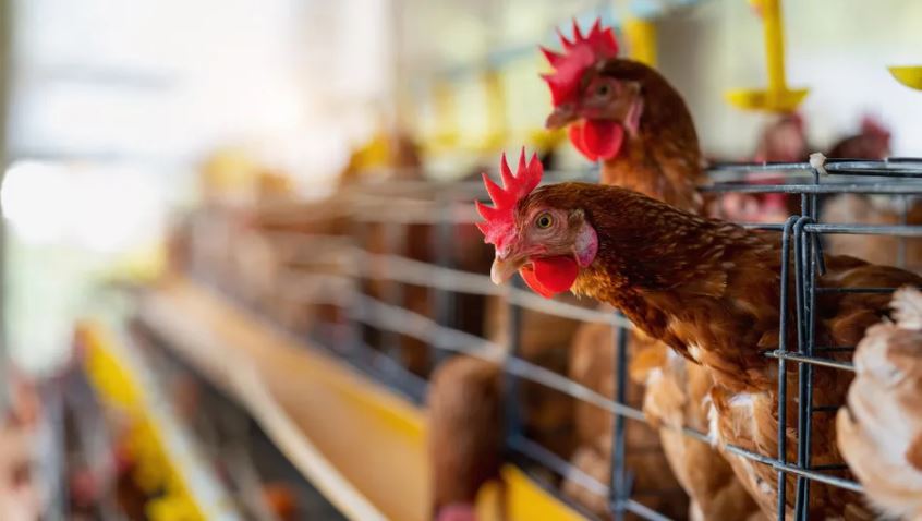 Activan cerco sanitario en en el ejido La Aurora, municipio de Gómez Palacio, tras confirmar gripe aviar en niña