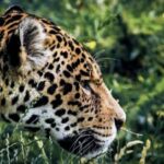 Tecnología y naturaleza se unen para proteger a los jaguares en Yucatán