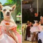 Perrita chihuahua en México se vuelve viral al celebrar sus XV años con todo y chambelanes