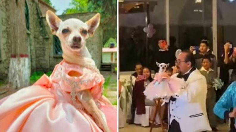 Perrita chihuahua en México se vuelve viral al celebrar sus XV años con todo y chambelanes