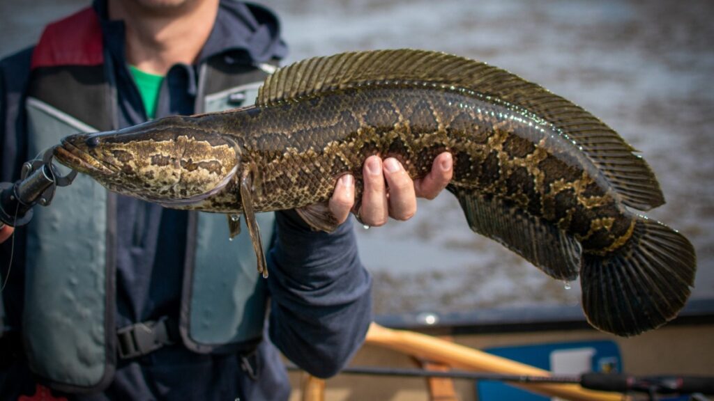 Alerta en EE. UU. por el pez cabeza de serpiente: respira aire y camina en tierra