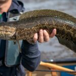 Alerta en EE. UU. por el pez cabeza de serpiente: respira aire y camina en tierra