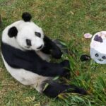 Xin Xin cumple 35 años y lanzan concurso para celebrar a la última panda gigante de México