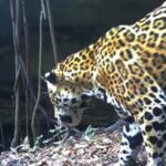 Captan a jaguar descendiendo a un cenote en Yucatán