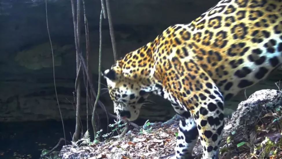 Captan a jaguar descendiendo a un cenote en Yucatán