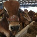 En riesgo 30 mil mdp por cierre a importación de ganado a Estados Unidos