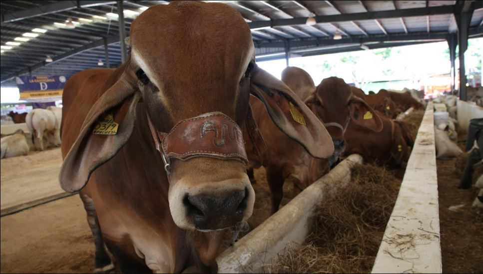 En riesgo 30 mil mdp por cierre a importación de ganado a Estados Unidos