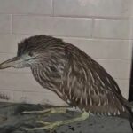 Hallan extraña ave nocturna en CDMX