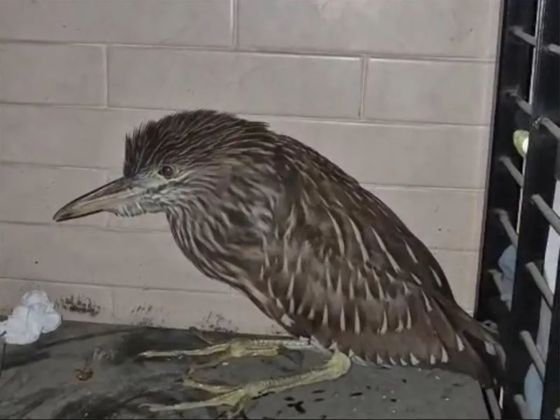 Hallan extraña ave nocturna en CDMX