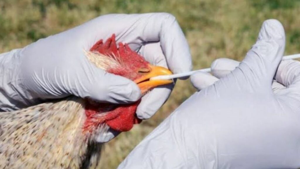 México suspende importación de productos avícolas de Brasil por brote de gripe aviar