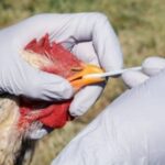 México suspende importación de productos avícolas de Brasil por brote de gripe aviar