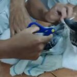 Gato con paquetes de droga es detenido en cárcel de Costa Rica