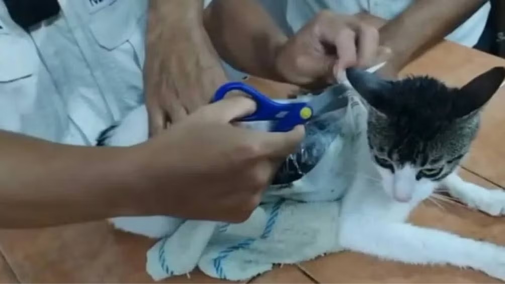 Gato con paquetes de droga es detenido en cárcel de Costa Rica