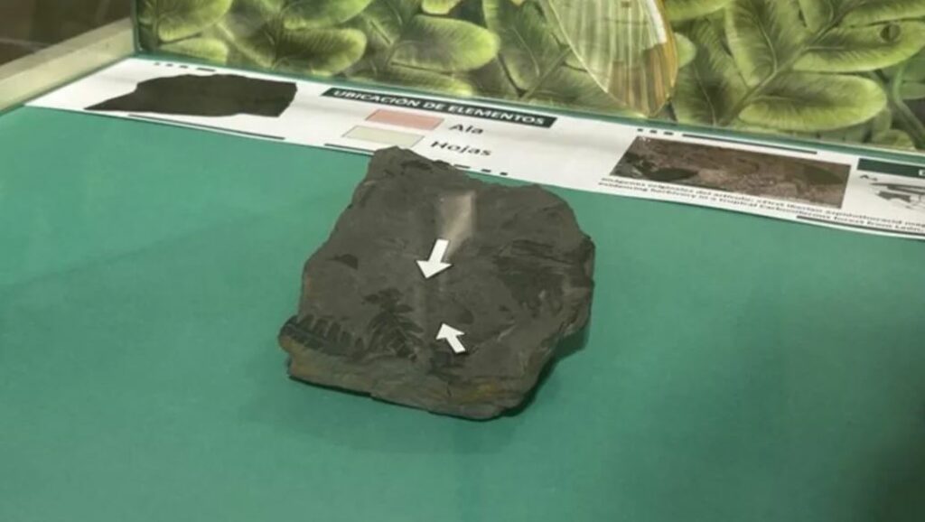 Exponen fósil de insecto con 300 millones de años de antigüedad en España