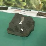 Exponen fósil de insecto con 300 millones de años de antigüedad en España