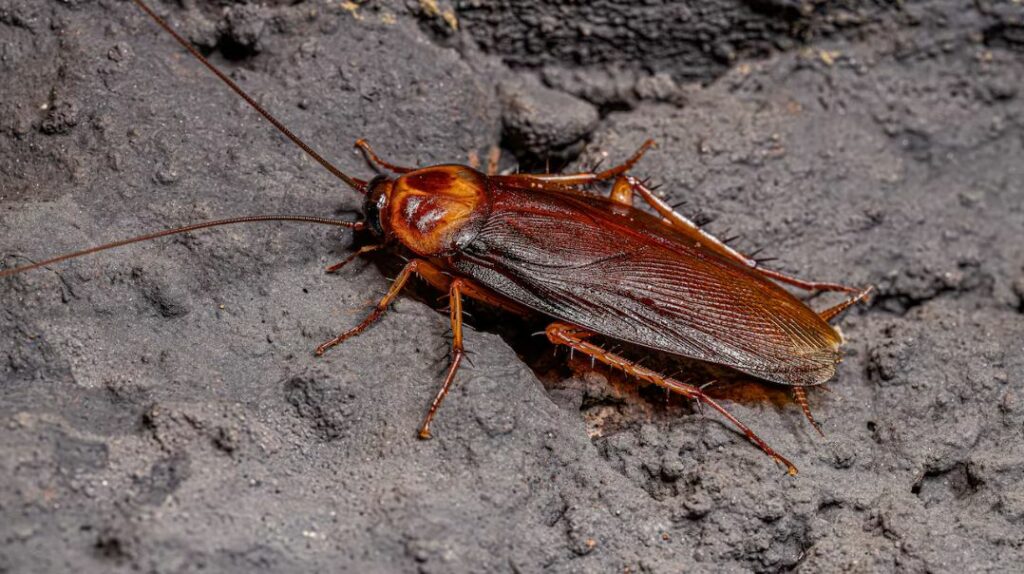 Así puedes localizar y eliminar un nido de cucarachas según la Inteligencia Artificial tras aumento por ola de calor en México