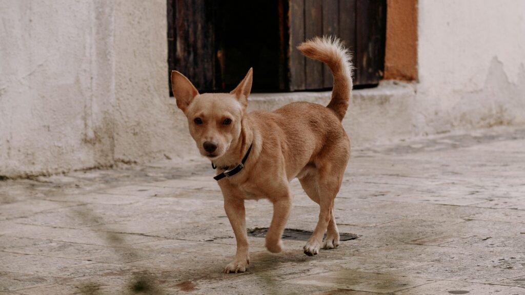 CDMX exige registro obligatorio de mascotas: multas superan los 2 mil pesos