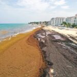 Sargazo llega masivamente; recolectan 8 mil toneladas en Playa del Carmen