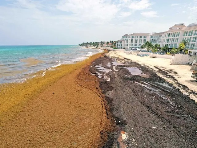 Sargazo llega masivamente; recolectan 8 mil toneladas en Playa del Carmen