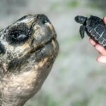 Una tortuga gigante de Galápagos se convirtió en padre a los 134 años