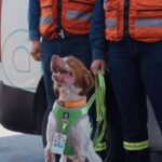 Manchas, el perro ingeniero que salva miles de litros de agua en Saltillo