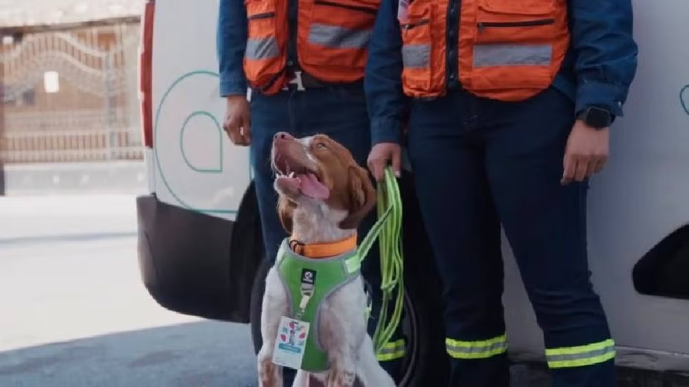 Manchas, el perro ingeniero que salva miles de litros de agua en Saltillo