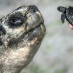 A sus 135 años, Goliat se convierte en padre por primera vez en el Zoológico de Miami