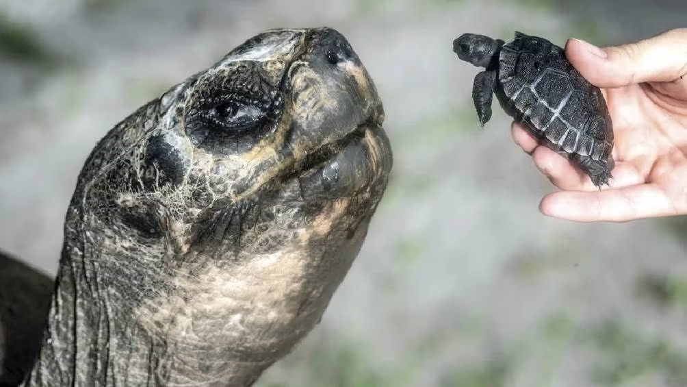 A sus 135 años, Goliat se convierte en padre por primera vez en el Zoológico de Miami