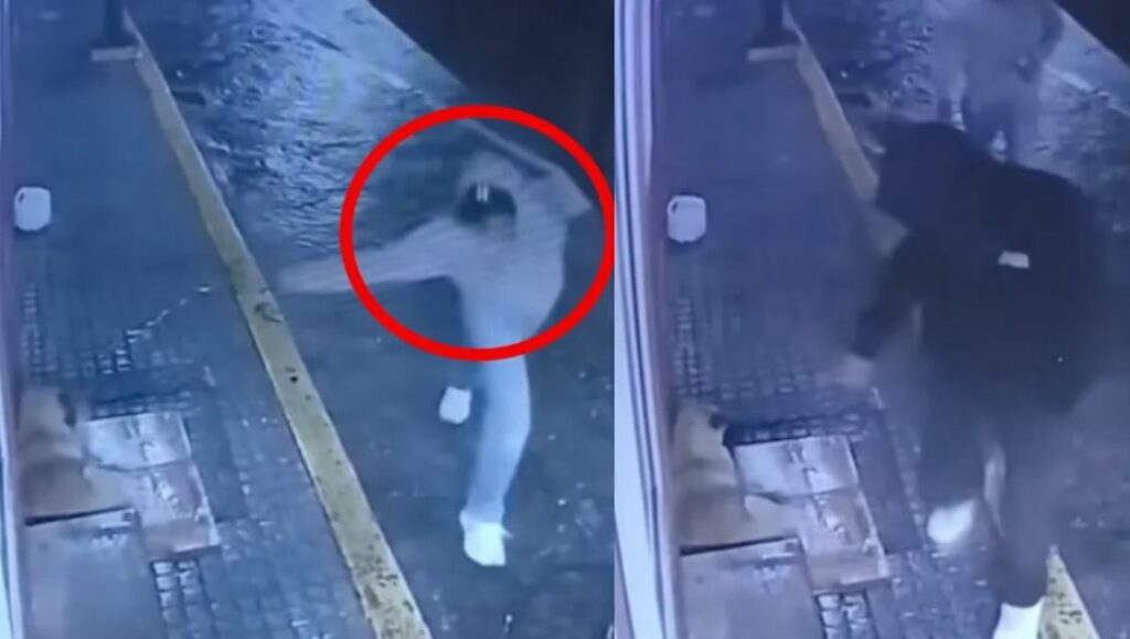 Redes sociales buscan a hombre que aventó una botella de cerveza a perrito acostado