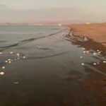 Descubren miles de peces muertos en La Paz, BCS; confirman Marea Roja