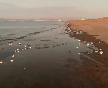 Descubren miles de peces muertos en La Paz, BCS; confirman Marea Roja